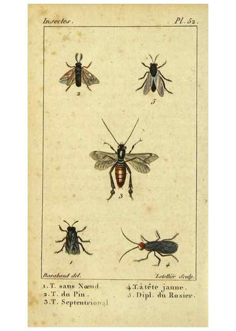 Reproducción/Reproduction 48792650773: Histoire naturelle des insectes, composée d'après Réamur, Geoffroy, Degéer, Roesel, Linné, Fabricius, et les meilleurs ouvrages qui ont paru sur cette partie;. Paris,Roret,1828.. 