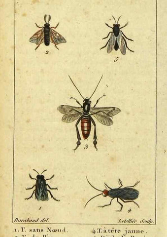 Reproducción/Reproduction 48792650773: Histoire naturelle des insectes, composée d'après Réamur, Geoffroy, Degéer, Roesel, Linné, Fabricius, et les meilleurs ouvrages qui ont paru sur cette partie;. Paris,Roret,1828.. 