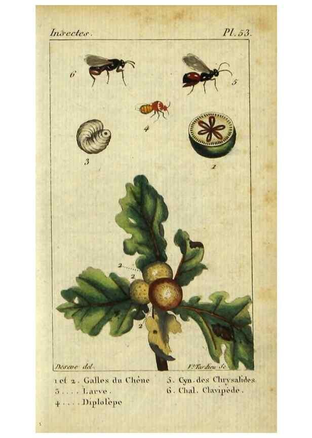 Reproducción/Reproduction 48793158537: Histoire naturelle des insectes, composée d'après Réamur, Geoffroy, Degéer, Roesel, Linné, Fabricius, et les meilleurs ouvrages qui ont paru sur cette partie;. Paris,Roret,1828.. 