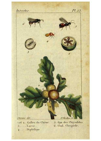 Reproducción/Reproduction 48793158537: Histoire naturelle des insectes, composée d'après Réamur, Geoffroy, Degéer, Roesel, Linné, Fabricius, et les meilleurs ouvrages qui ont paru sur cette partie;. Paris,Roret,1828.. 