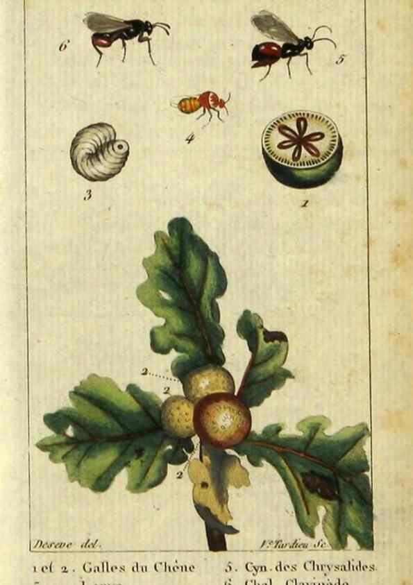 Reproducción/Reproduction 48793158537: Histoire naturelle des insectes, composée d'après Réamur, Geoffroy, Degéer, Roesel, Linné, Fabricius, et les meilleurs ouvrages qui ont paru sur cette partie;. Paris,Roret,1828.. 