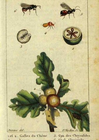 Reproducción/Reproduction 48793158537: Histoire naturelle des insectes, composée d'après Réamur, Geoffroy, Degéer, Roesel, Linné, Fabricius, et les meilleurs ouvrages qui ont paru sur cette partie;. Paris,Roret,1828.. 