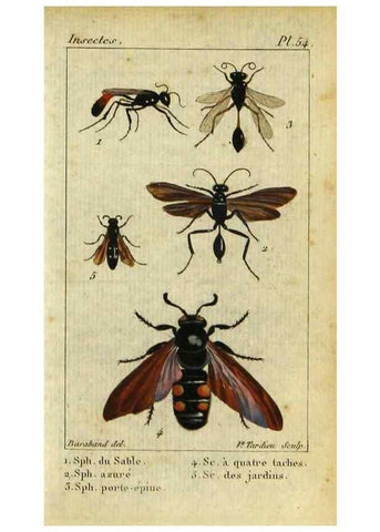 Reproducción/Reproduction 48793017161: Histoire naturelle des insectes, composée d'après Réamur, Geoffroy, Degéer, Roesel, Linné, Fabricius, et les meilleurs ouvrages qui ont paru sur cette partie;. Paris,Roret,1828.. 