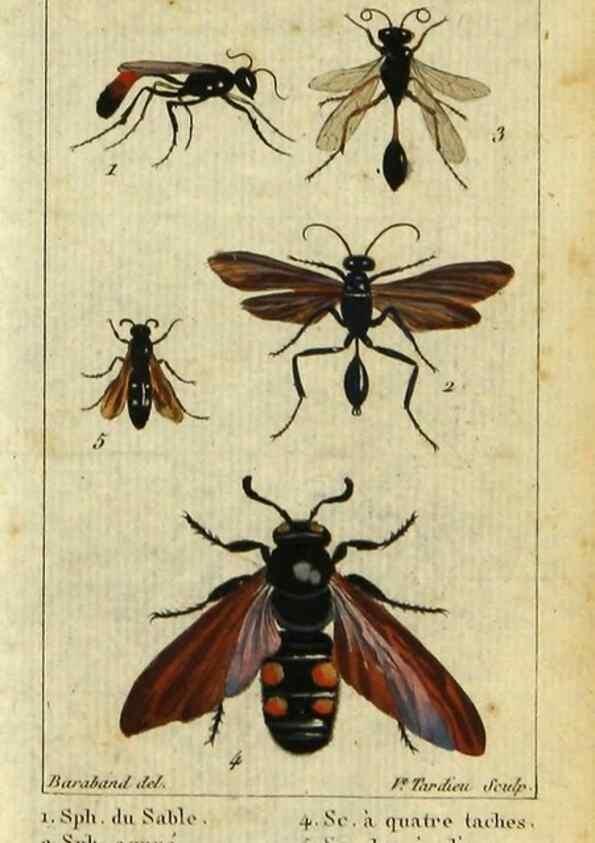 Reproducción/Reproduction 48793017161: Histoire naturelle des insectes, composée d'après Réamur, Geoffroy, Degéer, Roesel, Linné, Fabricius, et les meilleurs ouvrages qui ont paru sur cette partie;. Paris,Roret,1828.. 