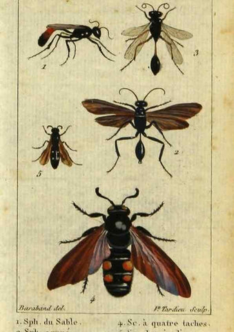 Reproducción/Reproduction 48793017161: Histoire naturelle des insectes, composée d'après Réamur, Geoffroy, Degéer, Roesel, Linné, Fabricius, et les meilleurs ouvrages qui ont paru sur cette partie;. Paris,Roret,1828.. 