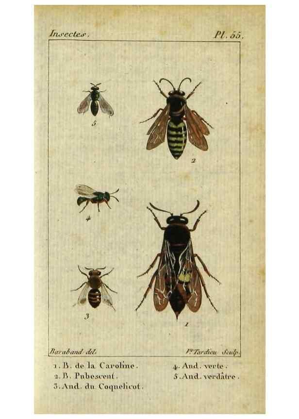 Reproducción/Reproduction 48793159017: Histoire naturelle des insectes, composée d'après Réamur, Geoffroy, Degéer, Roesel, Linné, Fabricius, et les meilleurs ouvrages qui ont paru sur cette partie;. Paris,Roret,1828.. 