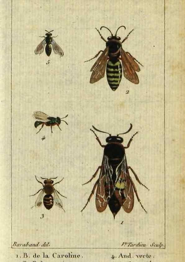 Reproducción/Reproduction 48793159017: Histoire naturelle des insectes, composée d'après Réamur, Geoffroy, Degéer, Roesel, Linné, Fabricius, et les meilleurs ouvrages qui ont paru sur cette partie;. Paris,Roret,1828.. 