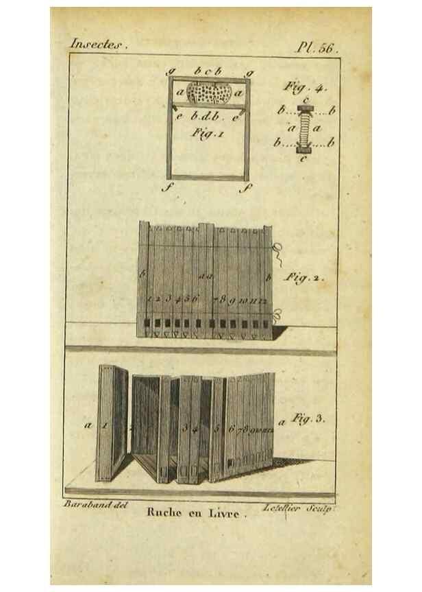 Reproducción/Reproduction 48792651653: Histoire naturelle des insectes, composée d'après Réamur, Geoffroy, Degéer, Roesel, Linné, Fabricius, et les meilleurs ouvrages qui ont paru sur cette partie;. Paris,Roret,1828.. 