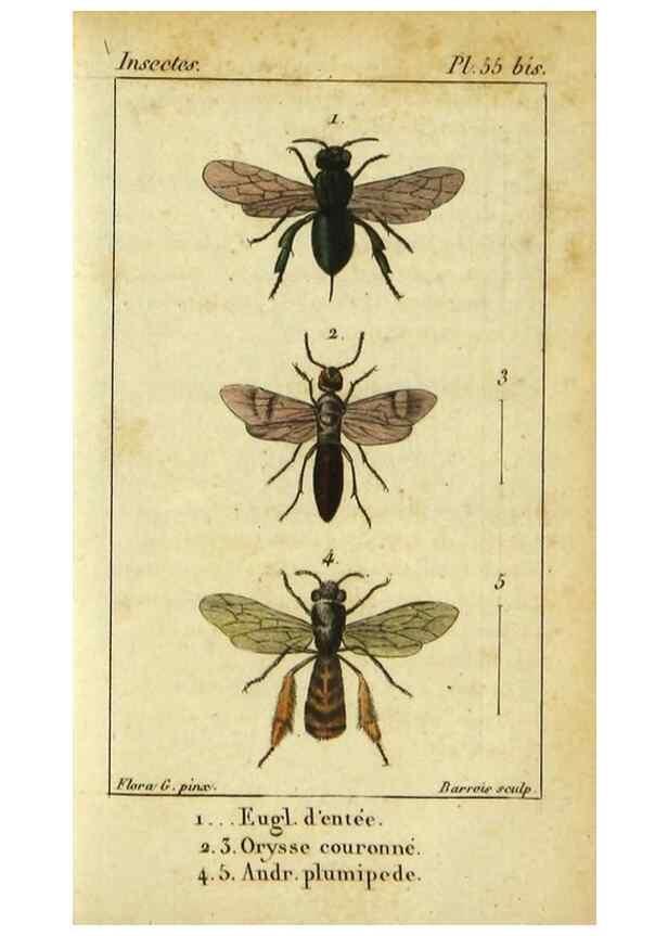 Reproducción/Reproduction 48792651893: Histoire naturelle des insectes, composée d'après Réamur, Geoffroy, Degéer, Roesel, Linné, Fabricius, et les meilleurs ouvrages qui ont paru sur cette partie;. Paris,Roret,1828.. 