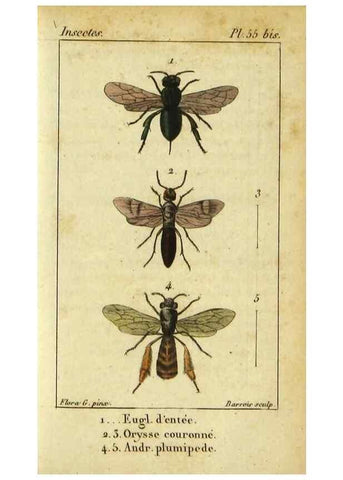 Reproducción/Reproduction 48792651893: Histoire naturelle des insectes, composée d'après Réamur, Geoffroy, Degéer, Roesel, Linné, Fabricius, et les meilleurs ouvrages qui ont paru sur cette partie;. Paris,Roret,1828.. 