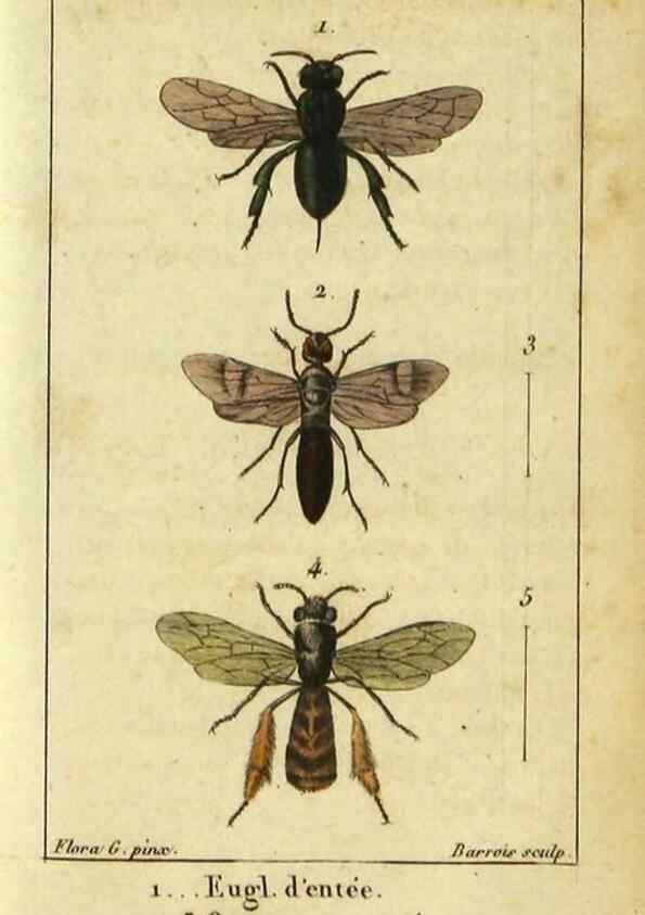 Reproducción/Reproduction 48792651893: Histoire naturelle des insectes, composée d'après Réamur, Geoffroy, Degéer, Roesel, Linné, Fabricius, et les meilleurs ouvrages qui ont paru sur cette partie;. Paris,Roret,1828.. 
