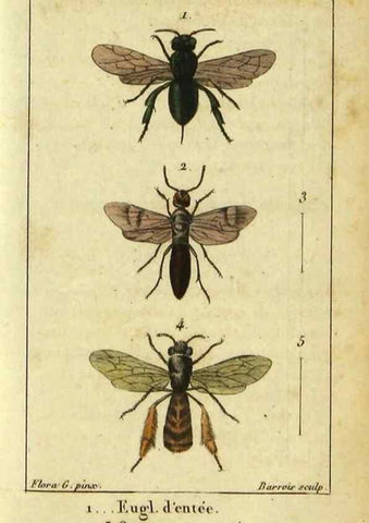 Reproducción/Reproduction 48792651893: Histoire naturelle des insectes, composée d'après Réamur, Geoffroy, Degéer, Roesel, Linné, Fabricius, et les meilleurs ouvrages qui ont paru sur cette partie;. Paris,Roret,1828.. 