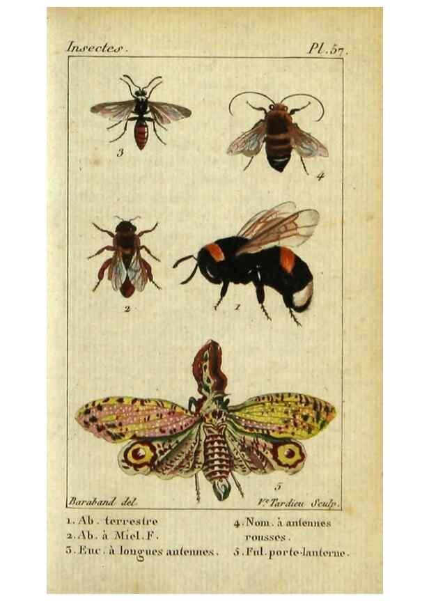 Reproducción/Reproduction 48793159657: Histoire naturelle des insectes, composée d'après Réamur, Geoffroy, Degéer, Roesel, Linné, Fabricius, et les meilleurs ouvrages qui ont paru sur cette partie;. Paris,Roret,1828.. 