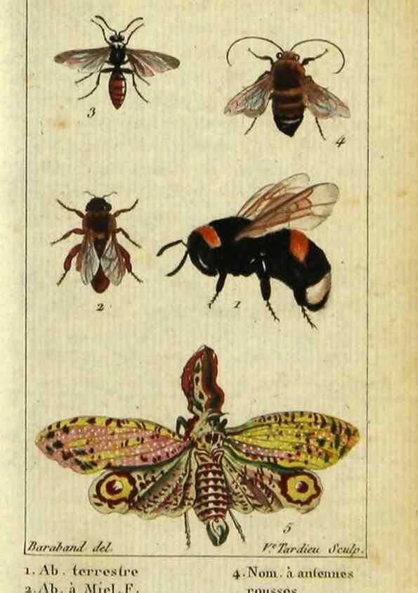 Reproducción/Reproduction 48793159657: Histoire naturelle des insectes, composée d'après Réamur, Geoffroy, Degéer, Roesel, Linné, Fabricius, et les meilleurs ouvrages qui ont paru sur cette partie;. Paris,Roret,1828.. 