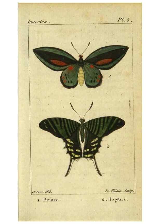 Reproducción/Reproduction 48792739523: Histoire naturelle des insectes, composée d'après Réamur, Geoffroy, Degéer, Roesel, Linné, Fabricius, et les meilleurs ouvrages qui ont paru sur cette partie;. Paris,Roret,1828.. 