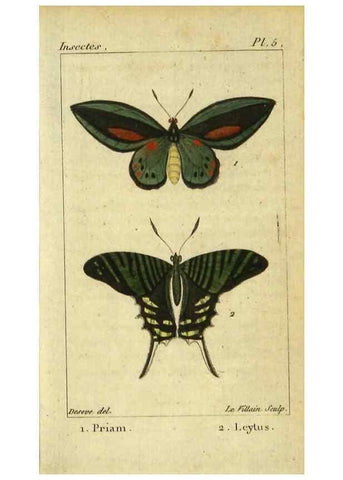 Reproducción/Reproduction 48792739523: Histoire naturelle des insectes, composée d'après Réamur, Geoffroy, Degéer, Roesel, Linné, Fabricius, et les meilleurs ouvrages qui ont paru sur cette partie;. Paris,Roret,1828.. 
