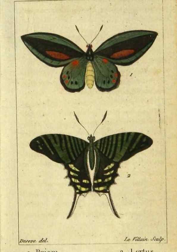 Reproducción/Reproduction 48792739523: Histoire naturelle des insectes, composée d'après Réamur, Geoffroy, Degéer, Roesel, Linné, Fabricius, et les meilleurs ouvrages qui ont paru sur cette partie;. Paris,Roret,1828.. 