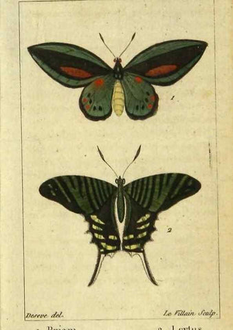 Reproducción/Reproduction 48792739523: Histoire naturelle des insectes, composée d'après Réamur, Geoffroy, Degéer, Roesel, Linné, Fabricius, et les meilleurs ouvrages qui ont paru sur cette partie;. Paris,Roret,1828.. 