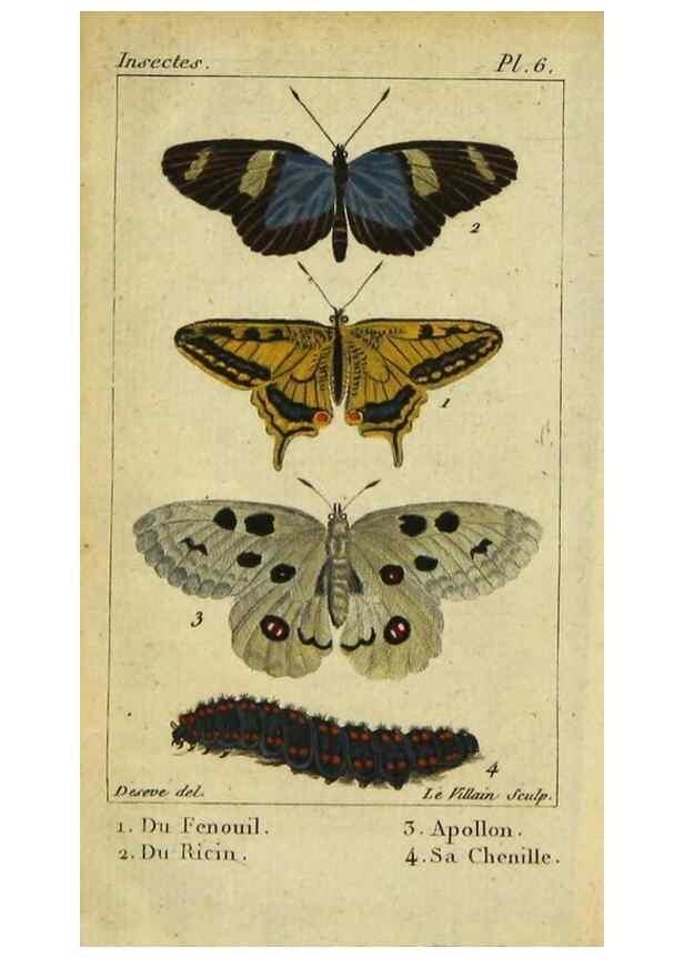 Reproducción/Reproduction 48793247752: Histoire naturelle des insectes, composée d'après Réamur, Geoffroy, Degéer, Roesel, Linné, Fabricius, et les meilleurs ouvrages qui ont paru sur cette partie;. Paris,Roret,1828.. 