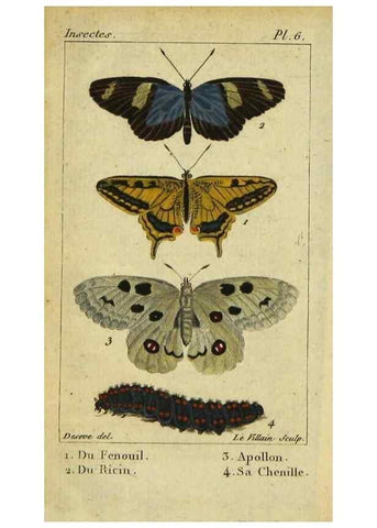 Reproducción/Reproduction 48793247752: Histoire naturelle des insectes, composée d'après Réamur, Geoffroy, Degéer, Roesel, Linné, Fabricius, et les meilleurs ouvrages qui ont paru sur cette partie;. Paris,Roret,1828.. 