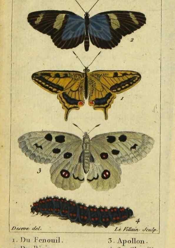 Reproducción/Reproduction 48793247752: Histoire naturelle des insectes, composée d'après Réamur, Geoffroy, Degéer, Roesel, Linné, Fabricius, et les meilleurs ouvrages qui ont paru sur cette partie;. Paris,Roret,1828.. 