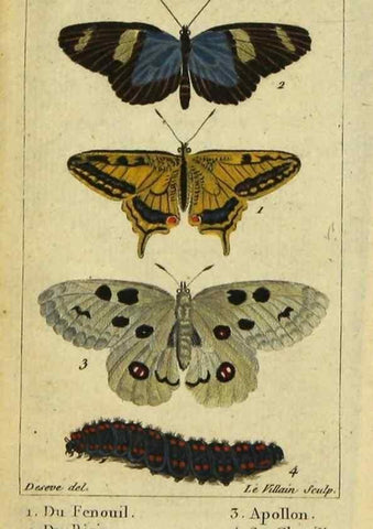 Reproducción/Reproduction 48793247752: Histoire naturelle des insectes, composée d'après Réamur, Geoffroy, Degéer, Roesel, Linné, Fabricius, et les meilleurs ouvrages qui ont paru sur cette partie;. Paris,Roret,1828.. 