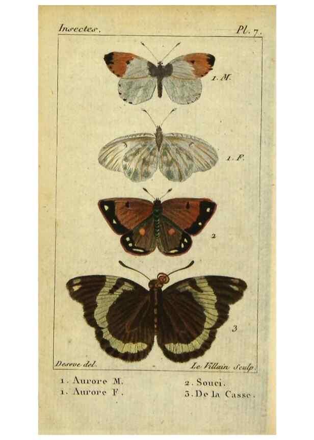 Reproducción/Reproduction 48793105166: Histoire naturelle des insectes, composée d'après Réamur, Geoffroy, Degéer, Roesel, Linné, Fabricius, et les meilleurs ouvrages qui ont paru sur cette partie;. Paris,Roret,1828.. 