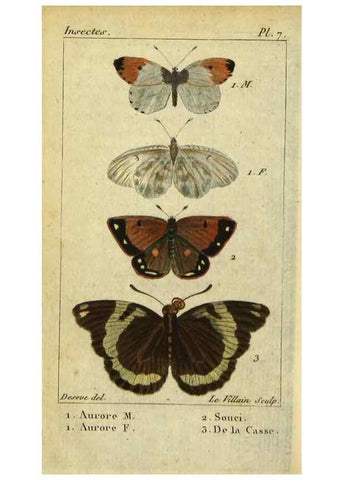 Reproducción/Reproduction 48793105166: Histoire naturelle des insectes, composée d'après Réamur, Geoffroy, Degéer, Roesel, Linné, Fabricius, et les meilleurs ouvrages qui ont paru sur cette partie;. Paris,Roret,1828.. 