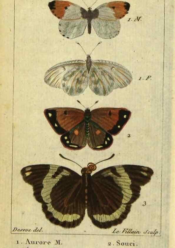 Reproducción/Reproduction 48793105166: Histoire naturelle des insectes, composée d'après Réamur, Geoffroy, Degéer, Roesel, Linné, Fabricius, et les meilleurs ouvrages qui ont paru sur cette partie;. Paris,Roret,1828.. 