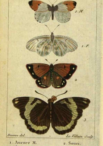 Reproducción/Reproduction 48793105166: Histoire naturelle des insectes, composée d'après Réamur, Geoffroy, Degéer, Roesel, Linné, Fabricius, et les meilleurs ouvrages qui ont paru sur cette partie;. Paris,Roret,1828.. 