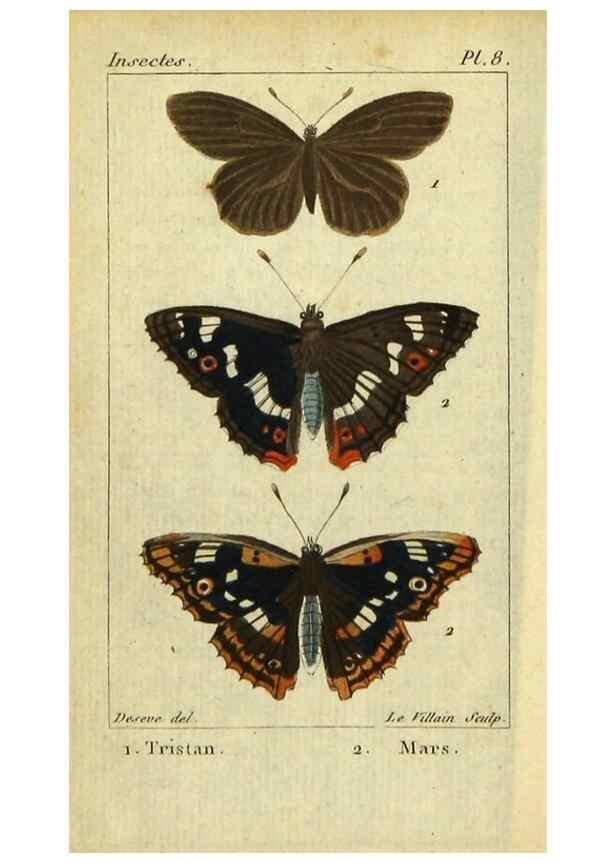 Reproducción/Reproduction 48793105471: Histoire naturelle des insectes, composée d'après Réamur, Geoffroy, Degéer, Roesel, Linné, Fabricius, et les meilleurs ouvrages qui ont paru sur cette partie;. Paris,Roret,1828.. 