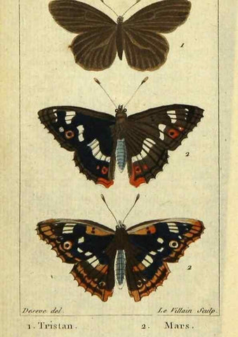 Reproducción/Reproduction 48793105471: Histoire naturelle des insectes, composée d'après Réamur, Geoffroy, Degéer, Roesel, Linné, Fabricius, et les meilleurs ouvrages qui ont paru sur cette partie;. Paris,Roret,1828.. 