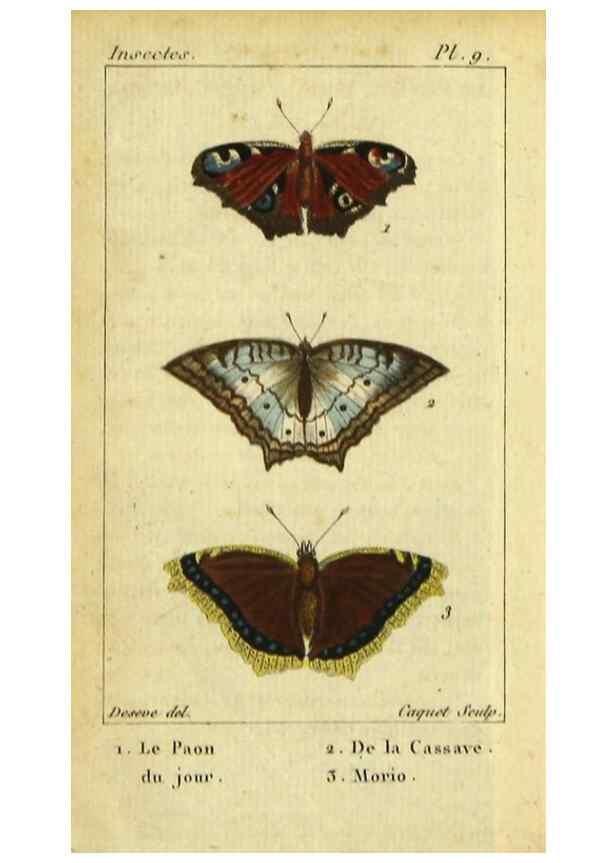 Reproducción/Reproduction 48792740578: Histoire naturelle des insectes, composée d'après Réamur, Geoffroy, Degéer, Roesel, Linné, Fabricius, et les meilleurs ouvrages qui ont paru sur cette partie;. Paris,Roret,1828.. 