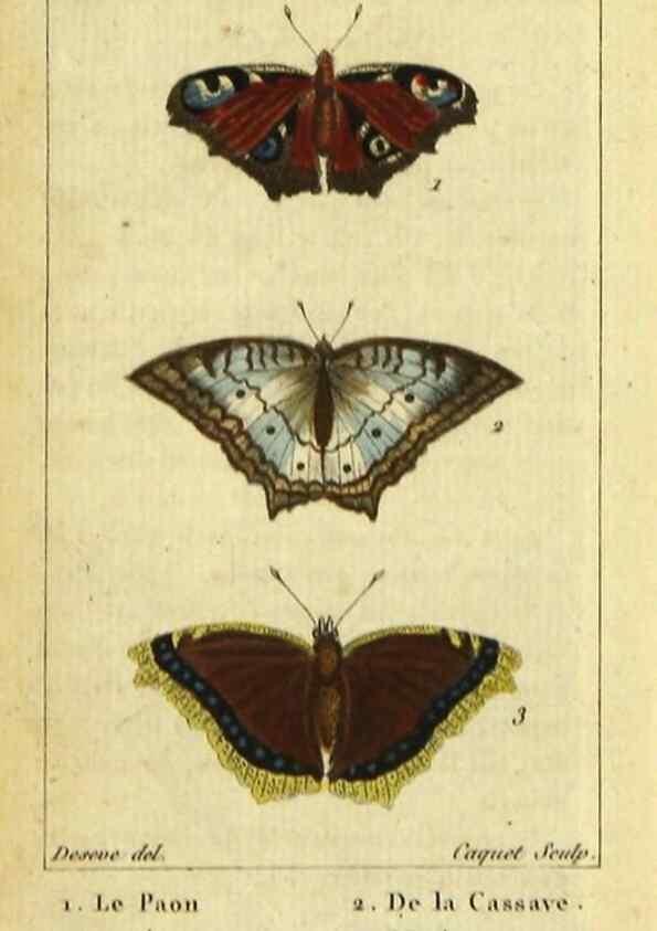 Reproducción/Reproduction 48792740578: Histoire naturelle des insectes, composée d'après Réamur, Geoffroy, Degéer, Roesel, Linné, Fabricius, et les meilleurs ouvrages qui ont paru sur cette partie;. Paris,Roret,1828.. 