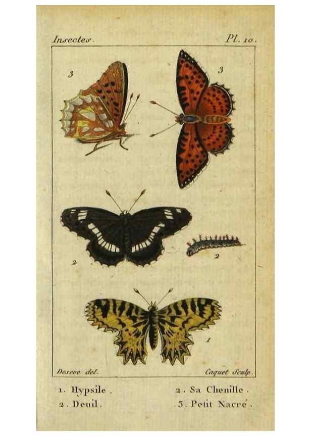 Reproducción/Reproduction 48793248802: Histoire naturelle des insectes, composée d'après Réamur, Geoffroy, Degéer, Roesel, Linné, Fabricius, et les meilleurs ouvrages qui ont paru sur cette partie;. Paris,Roret,1828.. 