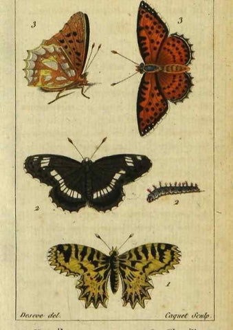 Reproducción/Reproduction 48793248802: Histoire naturelle des insectes, composée d'après Réamur, Geoffroy, Degéer, Roesel, Linné, Fabricius, et les meilleurs ouvrages qui ont paru sur cette partie;. Paris,Roret,1828.. 
