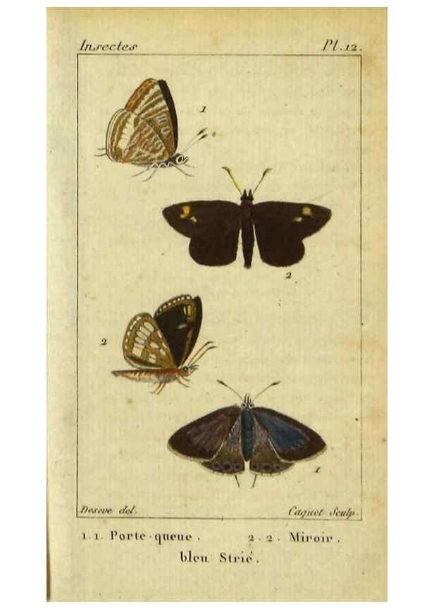 Reproducción/Reproduction 48792741098: Histoire naturelle des insectes, composée d'après Réamur, Geoffroy, Degéer, Roesel, Linné, Fabricius, et les meilleurs ouvrages qui ont paru sur cette partie;. Paris,Roret,1828.. 