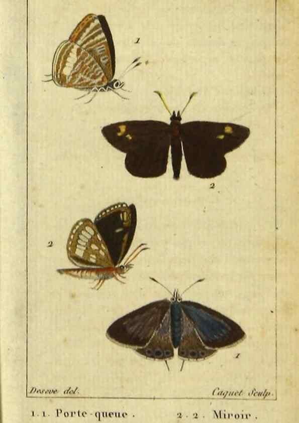Reproducción/Reproduction 48792741098: Histoire naturelle des insectes, composée d'après Réamur, Geoffroy, Degéer, Roesel, Linné, Fabricius, et les meilleurs ouvrages qui ont paru sur cette partie;. Paris,Roret,1828.. 