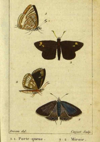 Reproducción/Reproduction 48792741098: Histoire naturelle des insectes, composée d'après Réamur, Geoffroy, Degéer, Roesel, Linné, Fabricius, et les meilleurs ouvrages qui ont paru sur cette partie;. Paris,Roret,1828.. 