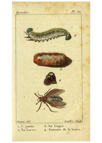 Reproducción/Reproduction 48793157942: Histoire naturelle des insectes, composée d'après Réamur, Geoffroy, Degéer, Roesel, Linné, Fabricius, et les meilleurs ouvrages qui ont paru sur cette partie;. Paris,Roret,1828.. 