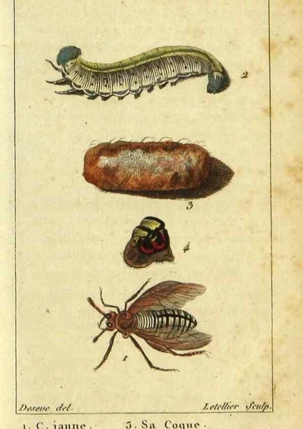 Reproducción/Reproduction 48793157942: Histoire naturelle des insectes, composée d'après Réamur, Geoffroy, Degéer, Roesel, Linné, Fabricius, et les meilleurs ouvrages qui ont paru sur cette partie;. Paris,Roret,1828.. 