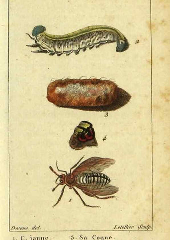 Reproducción/Reproduction 48793157942: Histoire naturelle des insectes, composée d'après Réamur, Geoffroy, Degéer, Roesel, Linné, Fabricius, et les meilleurs ouvrages qui ont paru sur cette partie;. Paris,Roret,1828.. 