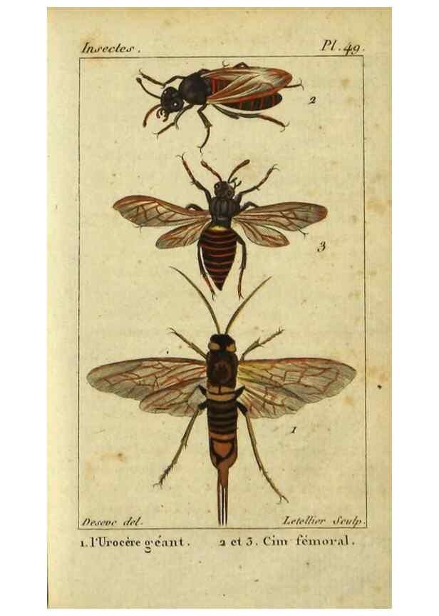 Reproducción/Reproduction 48793016006: Histoire naturelle des insectes, composée d'après Réamur, Geoffroy, Degéer, Roesel, Linné, Fabricius, et les meilleurs ouvrages qui ont paru sur cette partie;. Paris,Roret,1828.. 