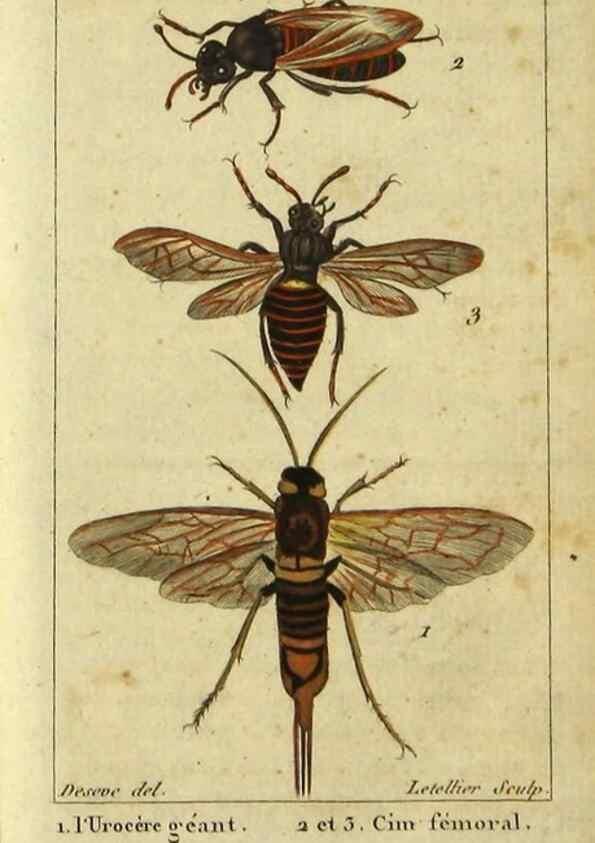 Reproducción/Reproduction 48793016006: Histoire naturelle des insectes, composée d'après Réamur, Geoffroy, Degéer, Roesel, Linné, Fabricius, et les meilleurs ouvrages qui ont paru sur cette partie;. Paris,Roret,1828.. 