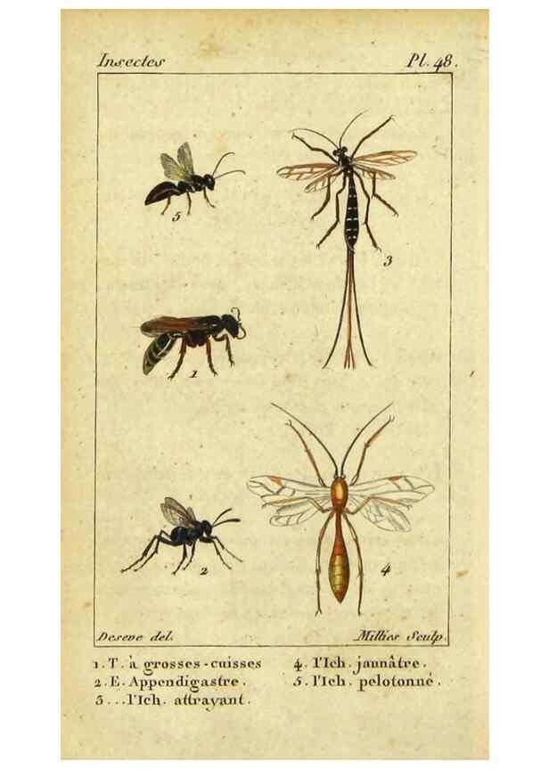 Reproducción/Reproduction 48793157582: Histoire naturelle des insectes, composée d'après Réamur, Geoffroy, Degéer, Roesel, Linné, Fabricius, et les meilleurs ouvrages qui ont paru sur cette partie;. Paris,Roret,1828.. 