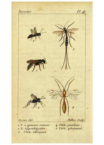 Reproducción/Reproduction 48793157582: Histoire naturelle des insectes, composée d'après Réamur, Geoffroy, Degéer, Roesel, Linné, Fabricius, et les meilleurs ouvrages qui ont paru sur cette partie;. Paris,Roret,1828.. 