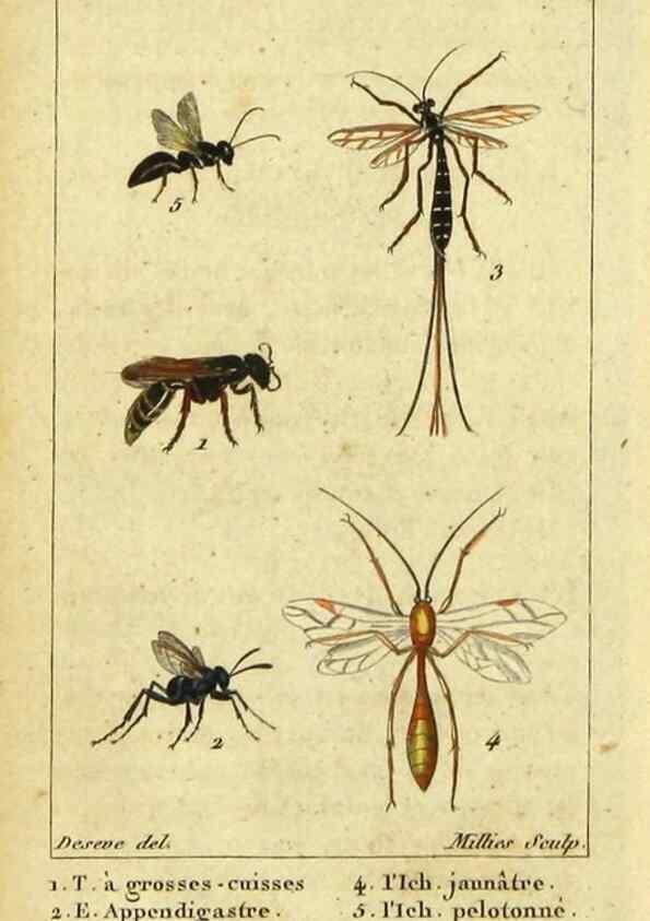 Reproducción/Reproduction 48793157582: Histoire naturelle des insectes, composée d'après Réamur, Geoffroy, Degéer, Roesel, Linné, Fabricius, et les meilleurs ouvrages qui ont paru sur cette partie;. Paris,Roret,1828.. 