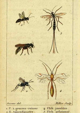 Reproducción/Reproduction 48793157582: Histoire naturelle des insectes, composée d'après Réamur, Geoffroy, Degéer, Roesel, Linné, Fabricius, et les meilleurs ouvrages qui ont paru sur cette partie;. Paris,Roret,1828.. 