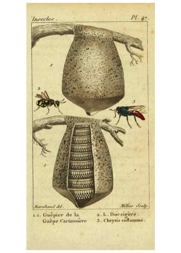 Reproducción/Reproduction 48793126982: Histoire naturelle des insectes, composée d'après Réamur, Geoffroy, Degéer, Roesel, Linné, Fabricius, et les meilleurs ouvrages qui ont paru sur cette partie;. Paris,Roret,1828.. 