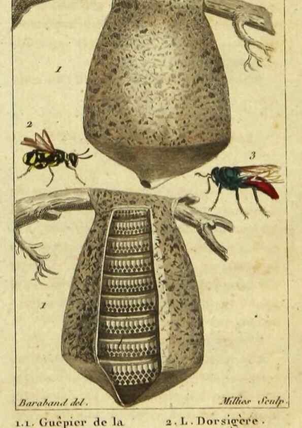 Reproducción/Reproduction 48793126982: Histoire naturelle des insectes, composée d'après Réamur, Geoffroy, Degéer, Roesel, Linné, Fabricius, et les meilleurs ouvrages qui ont paru sur cette partie;. Paris,Roret,1828.. 